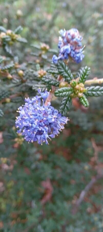 Ceanothus 2