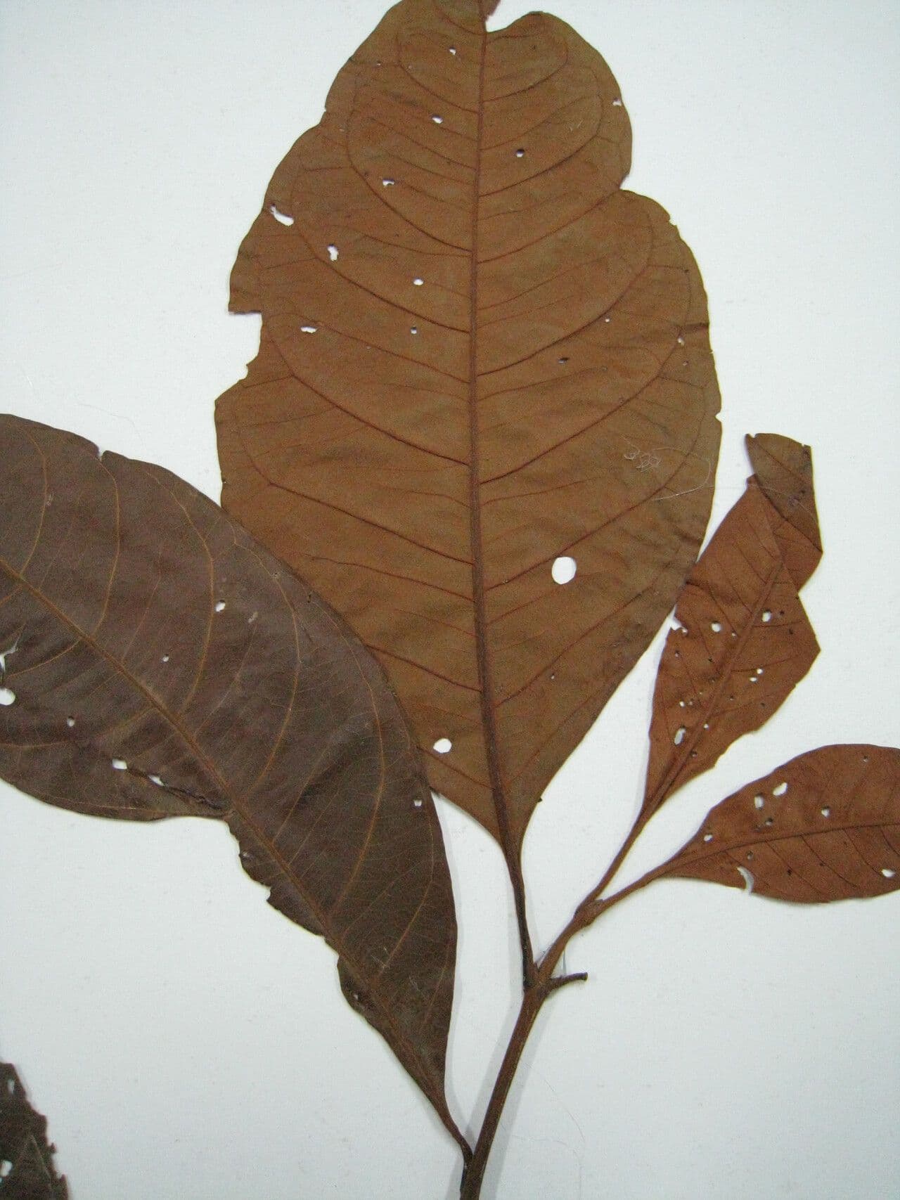Byrsonima 4