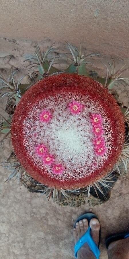 Melocactus 5