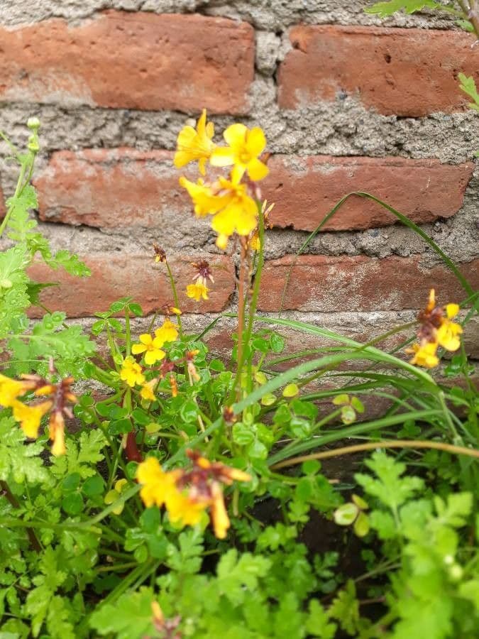 Acetosa tuberosa 3