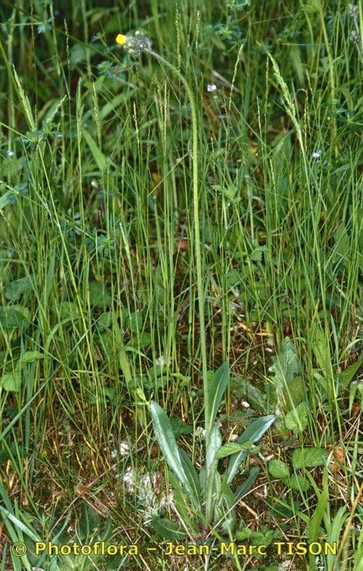 Pilosella caespitosa 8