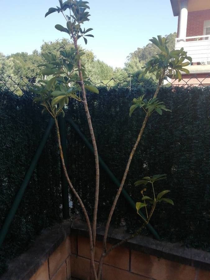 Schefflera arbicole 30