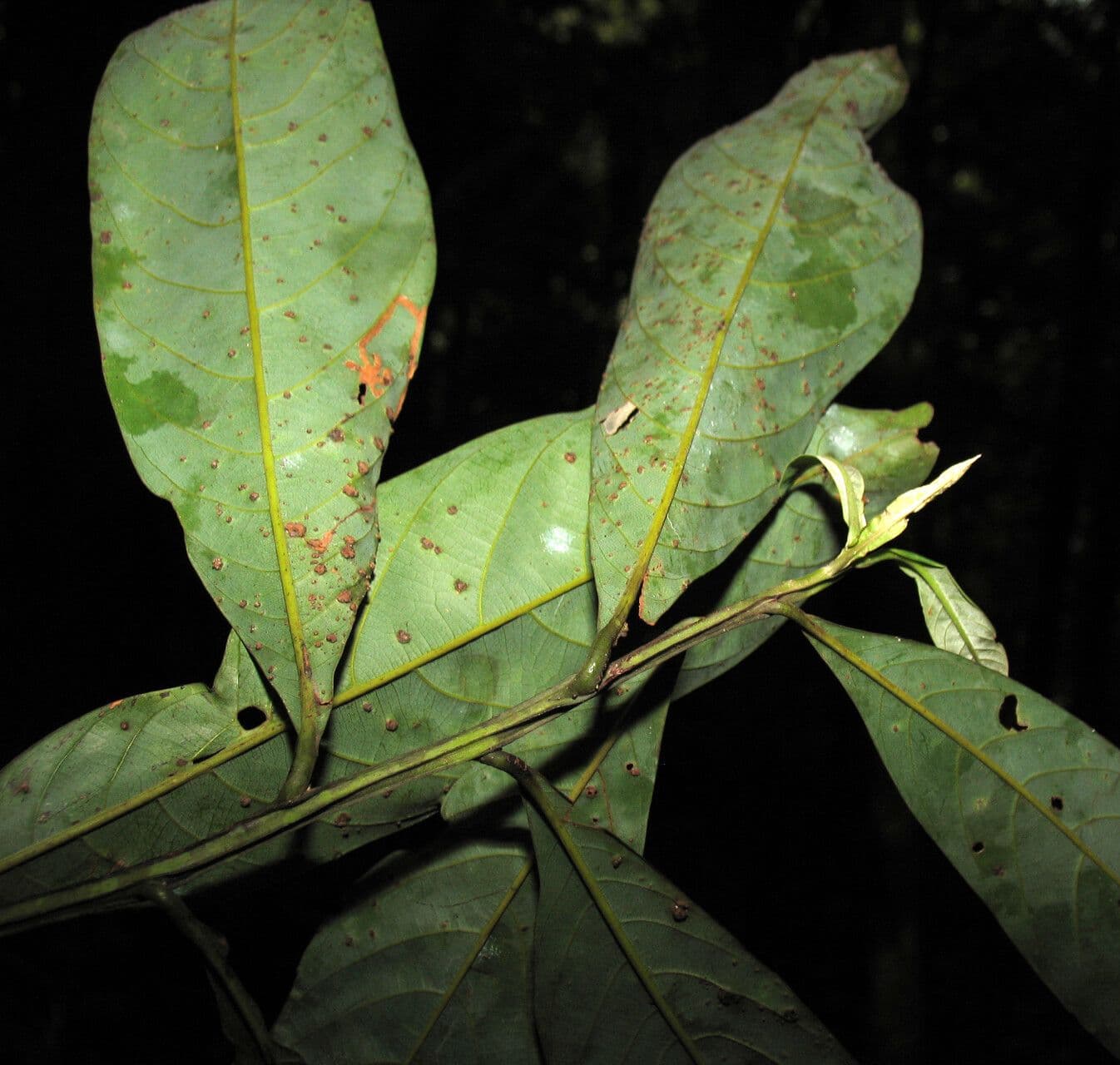 Ocotea 9
