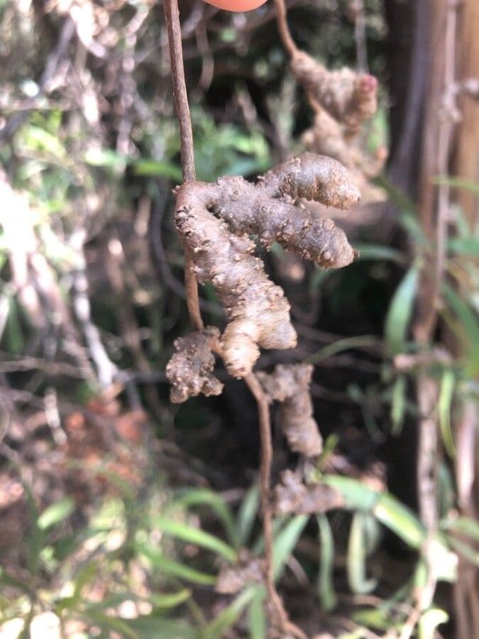 Anredera 3