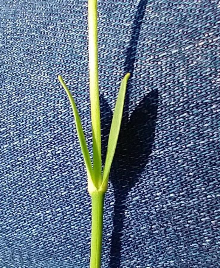 Sabatia gentianoides 6