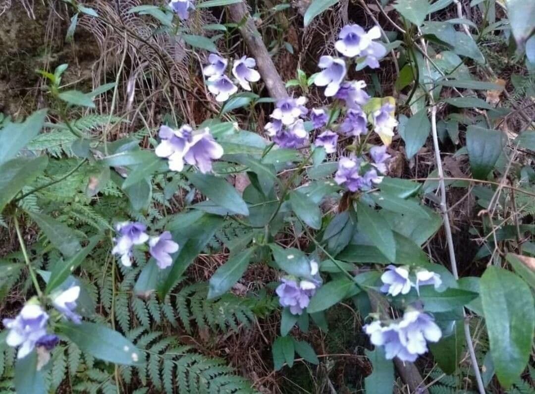 Prostanthera