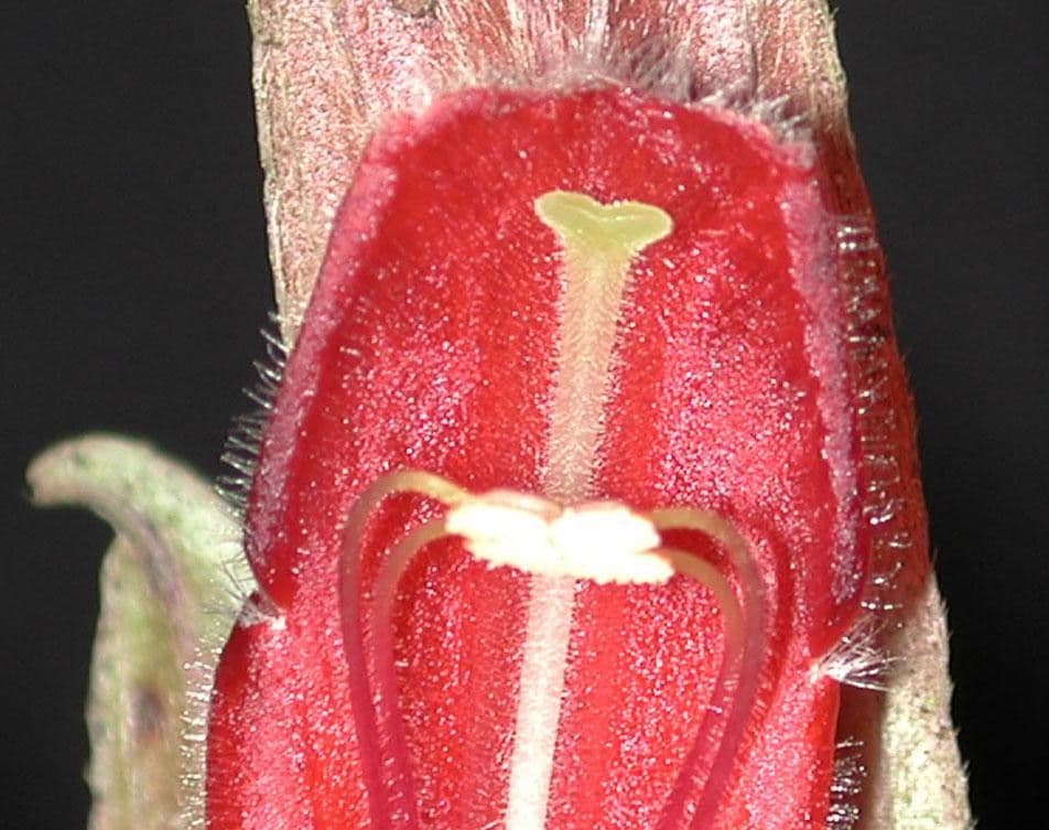 Columnea 20