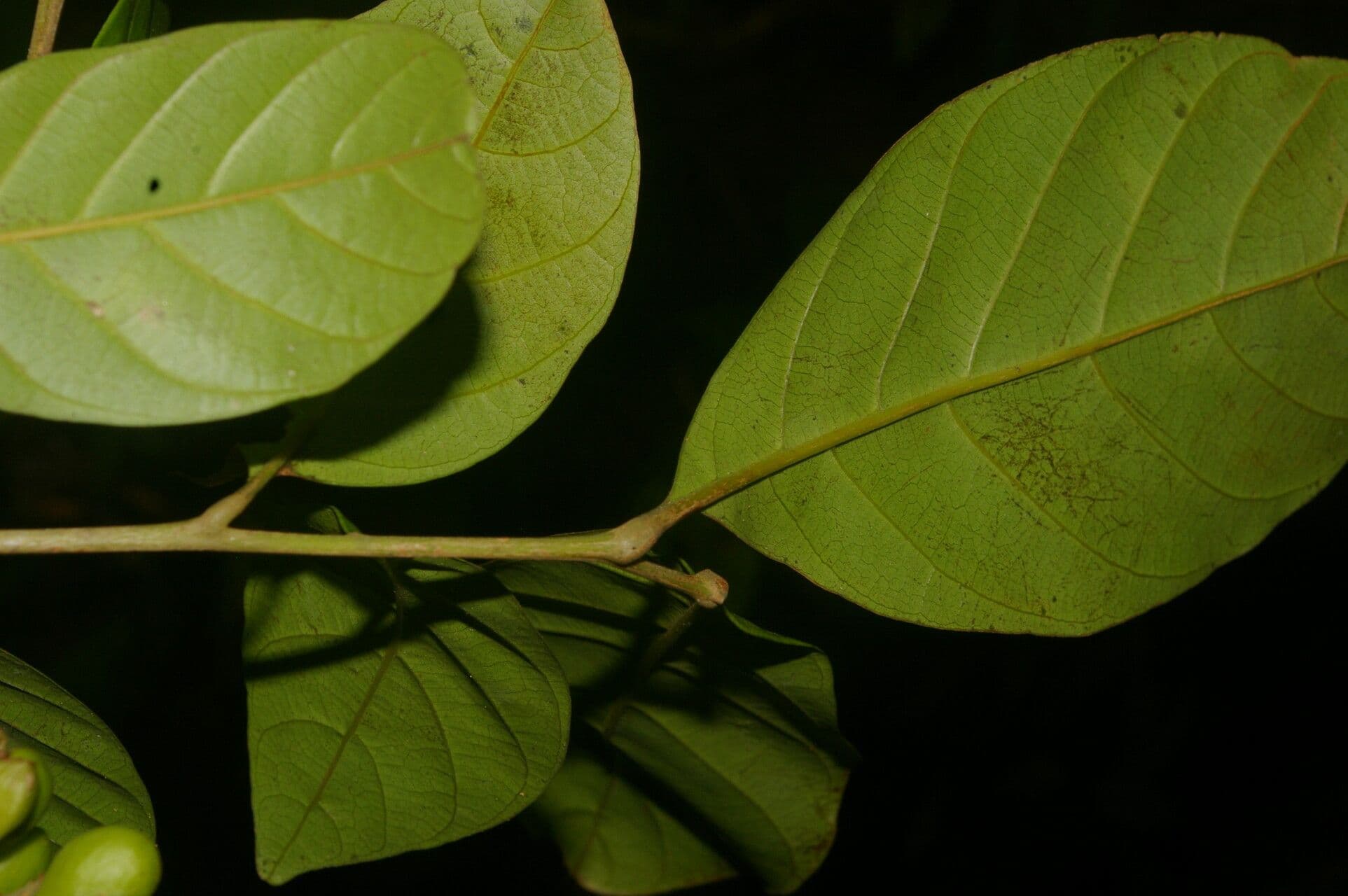 Cupania 12