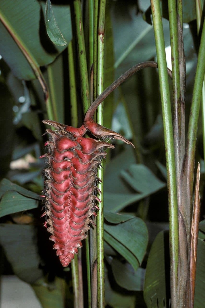 Helikonia