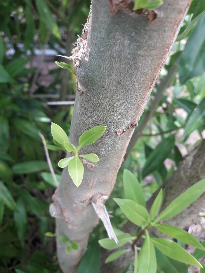 Bontia 22