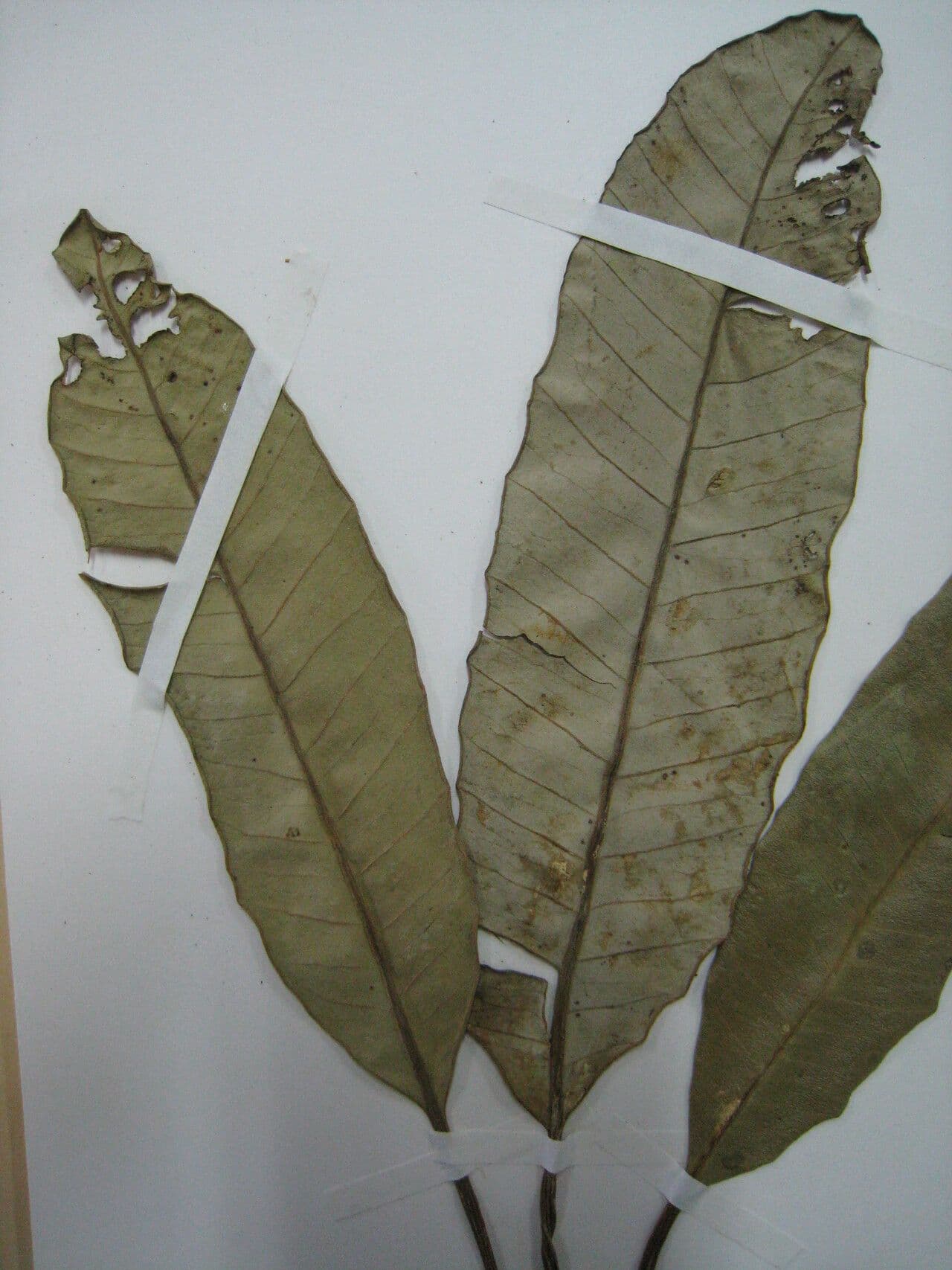 Aspidosperma 6
