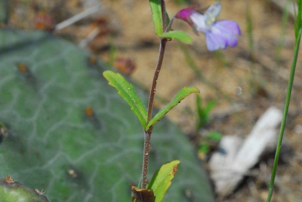 Collinsia viola 5