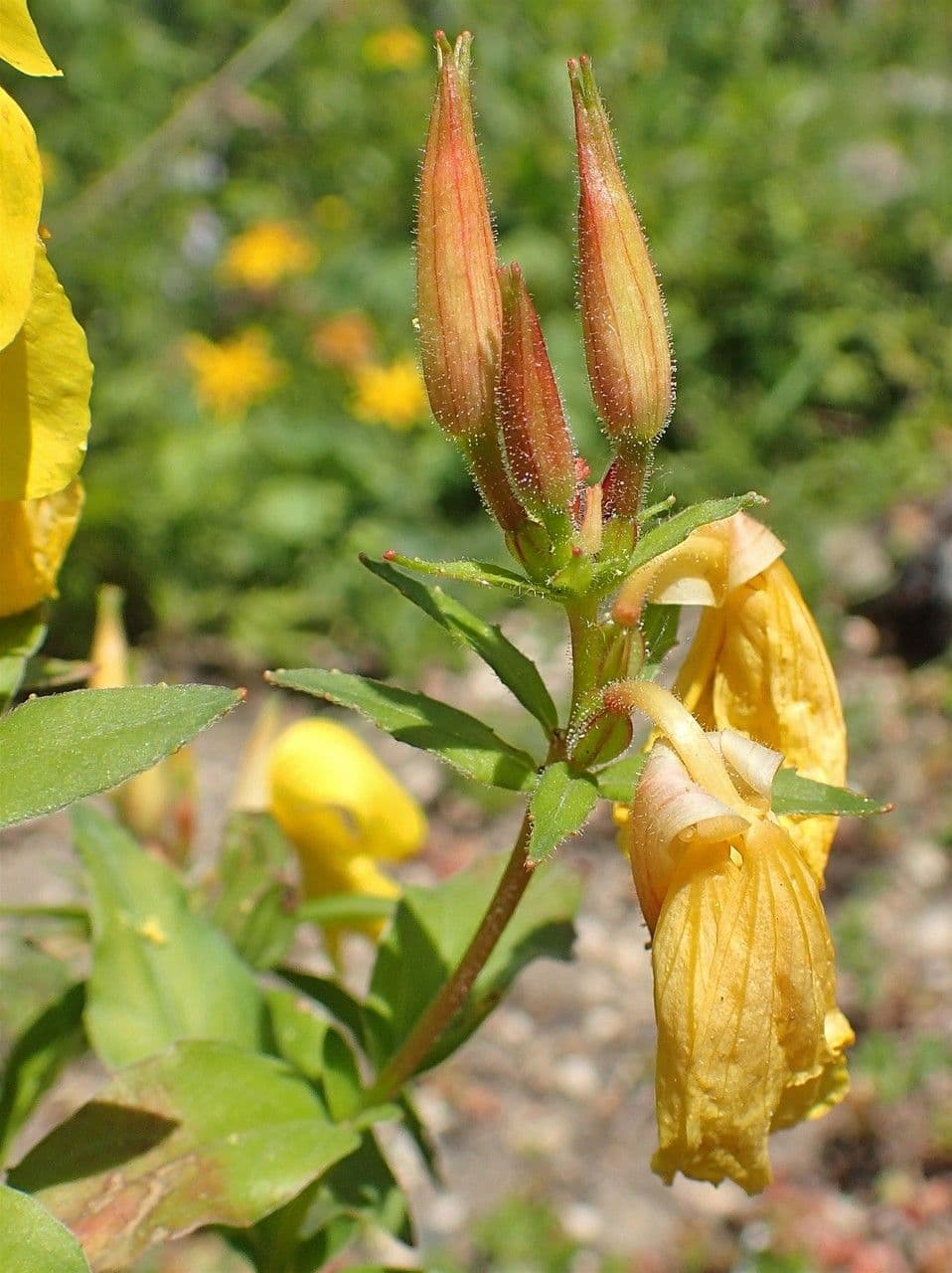 Onagra arbustiva 9