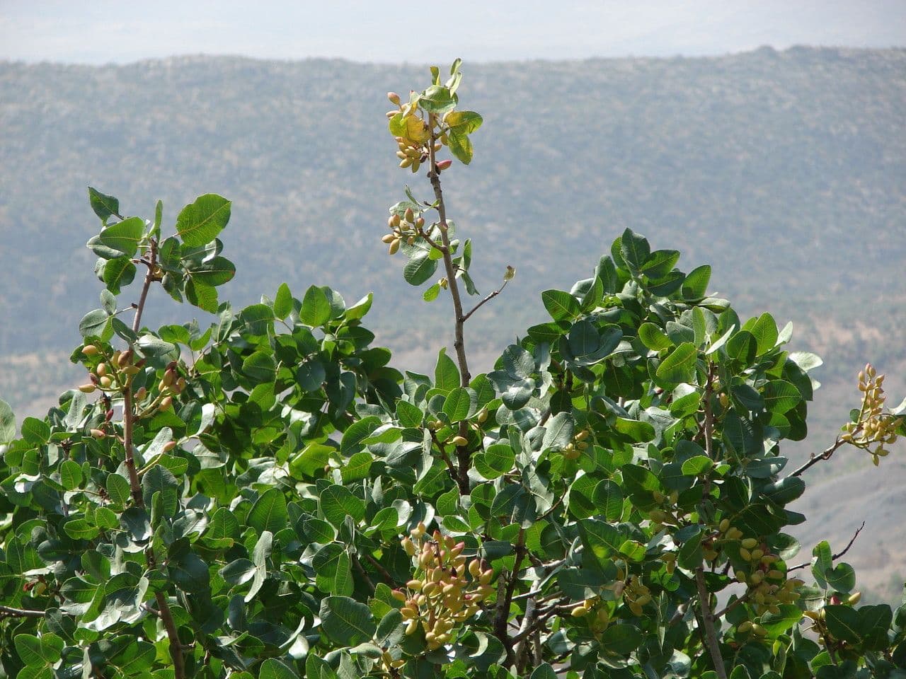 Pistacchio 8