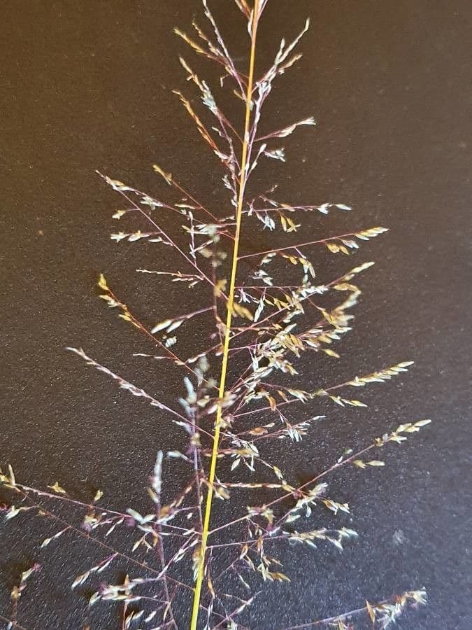Sporobolus 3
