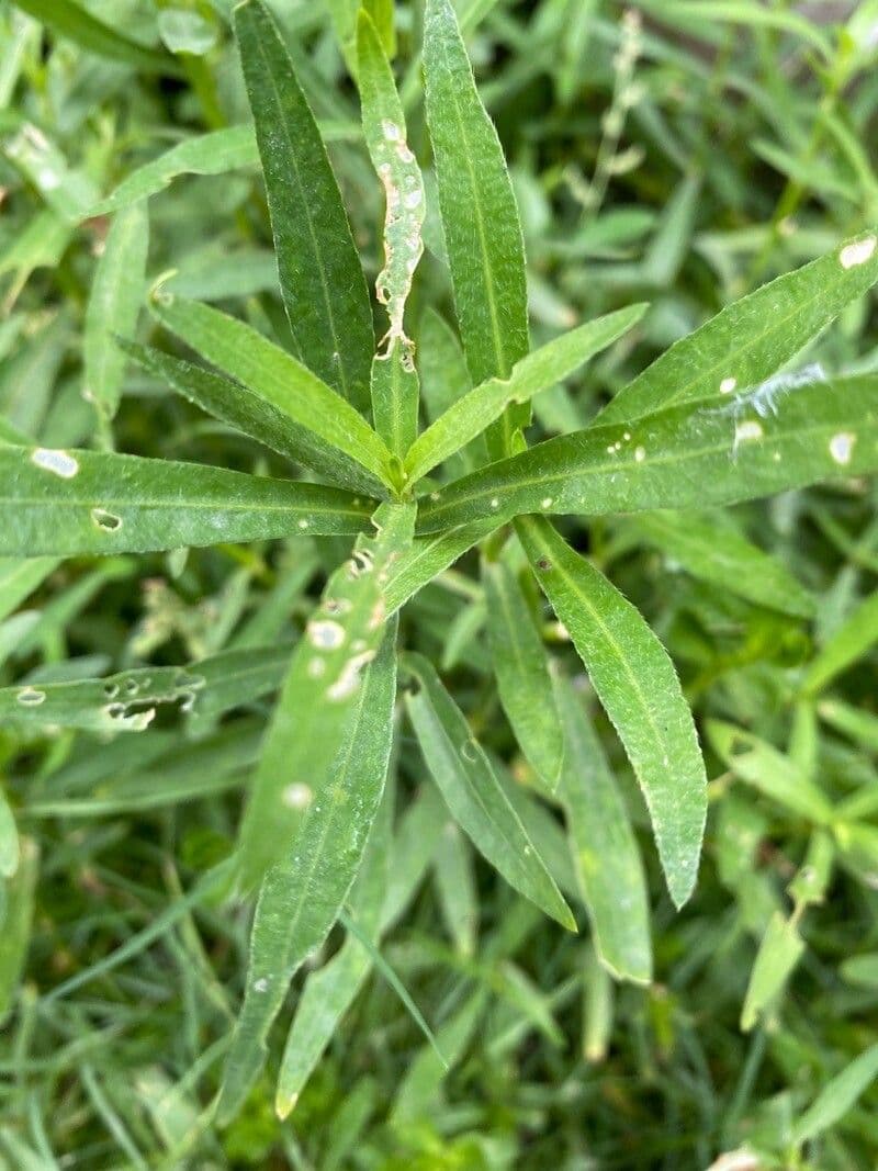 Erba alligatore 15