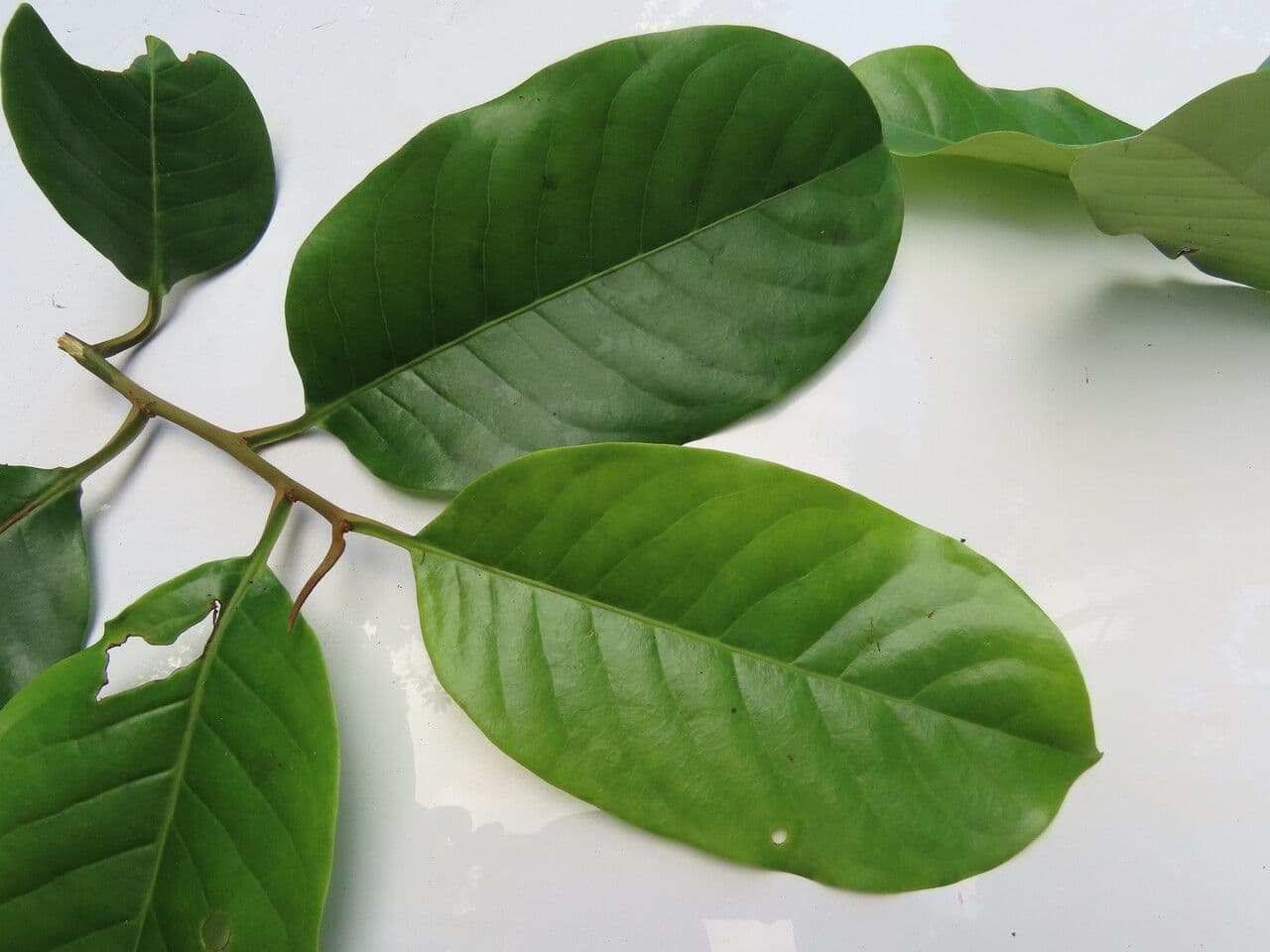 Otoba novogranatensis 11