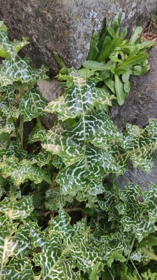 Mariendistel 16