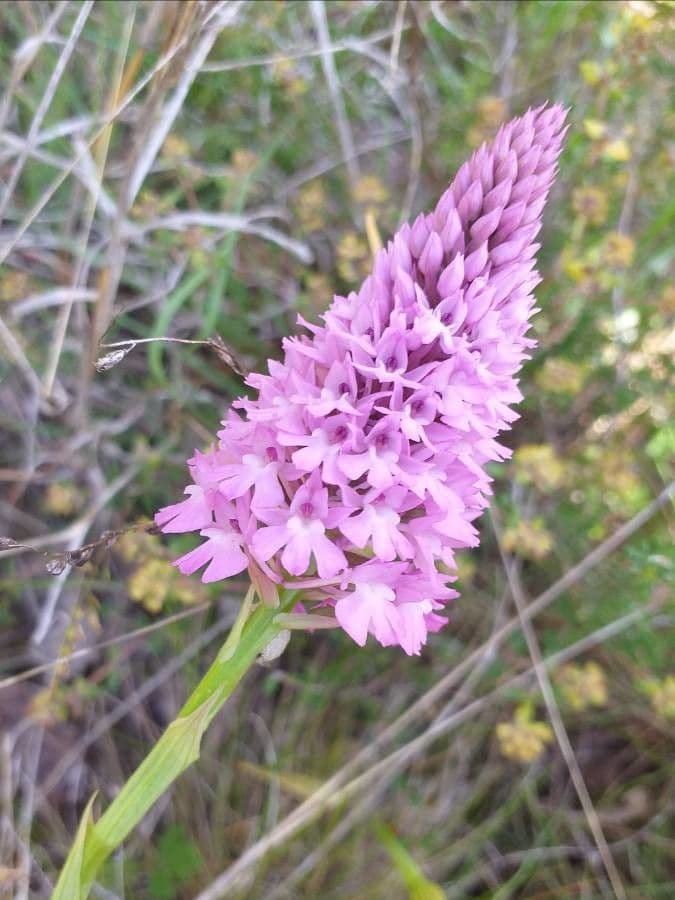 Orchis pyramidal 9