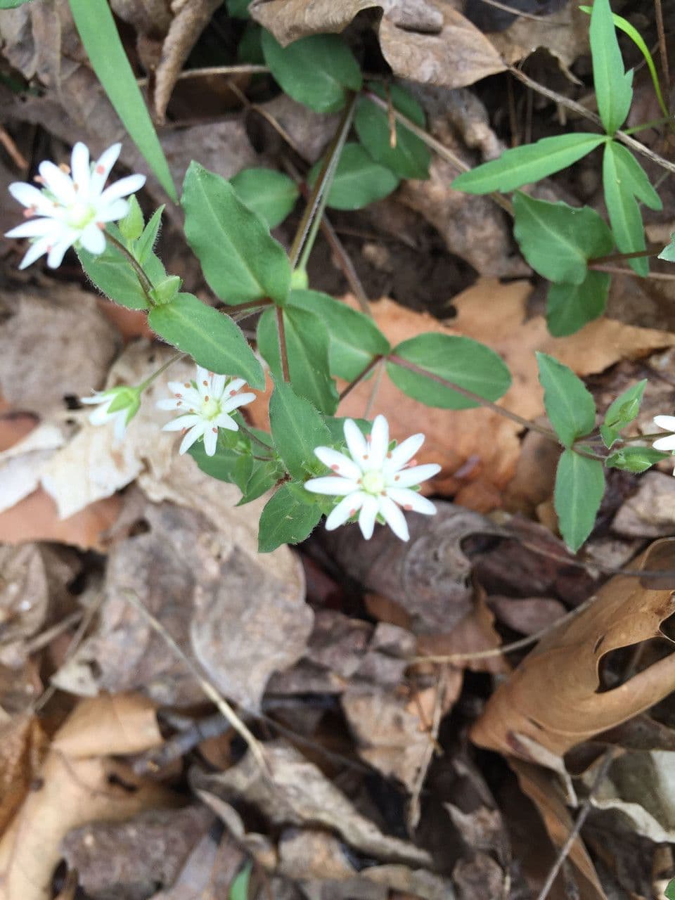 Stellaria pubescente 9