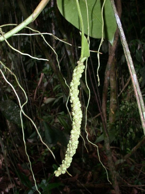 Anthurium 10