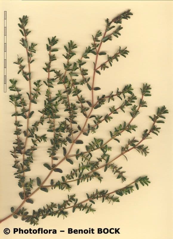 Euphorbe maculée 26