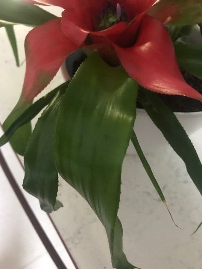 Bromelia arrossata 12