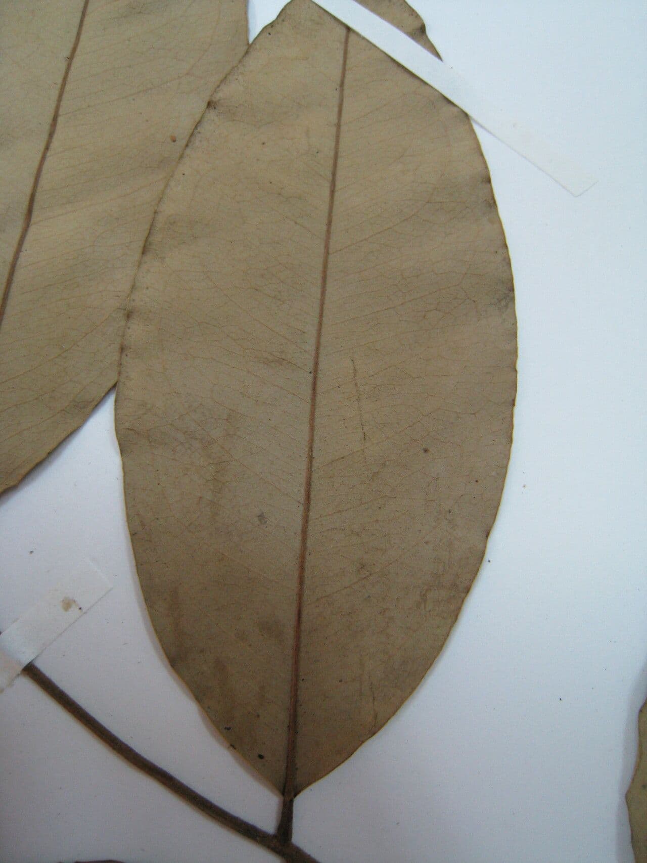 Swartzia 7