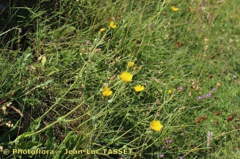 Gänsblume 6