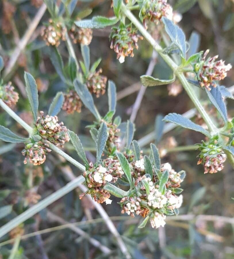 Lippia 2