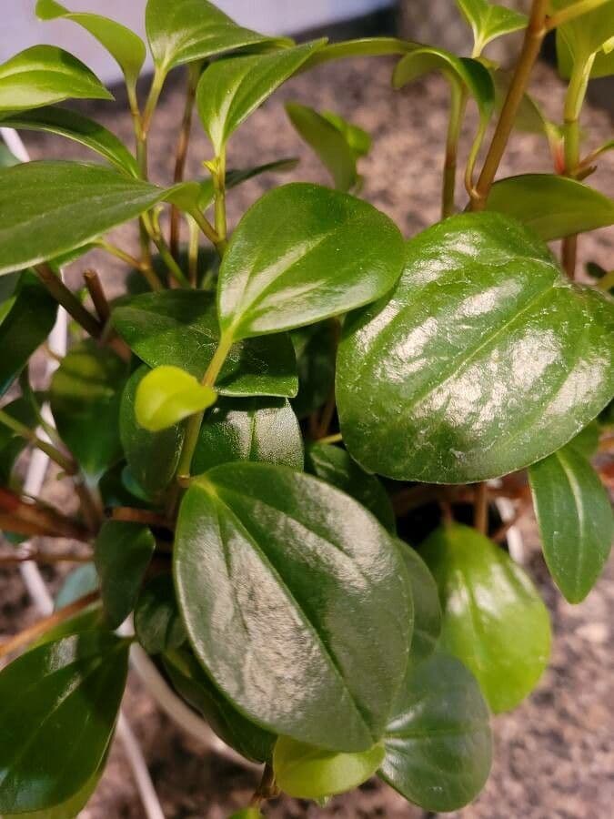 Peperomia glabra 12