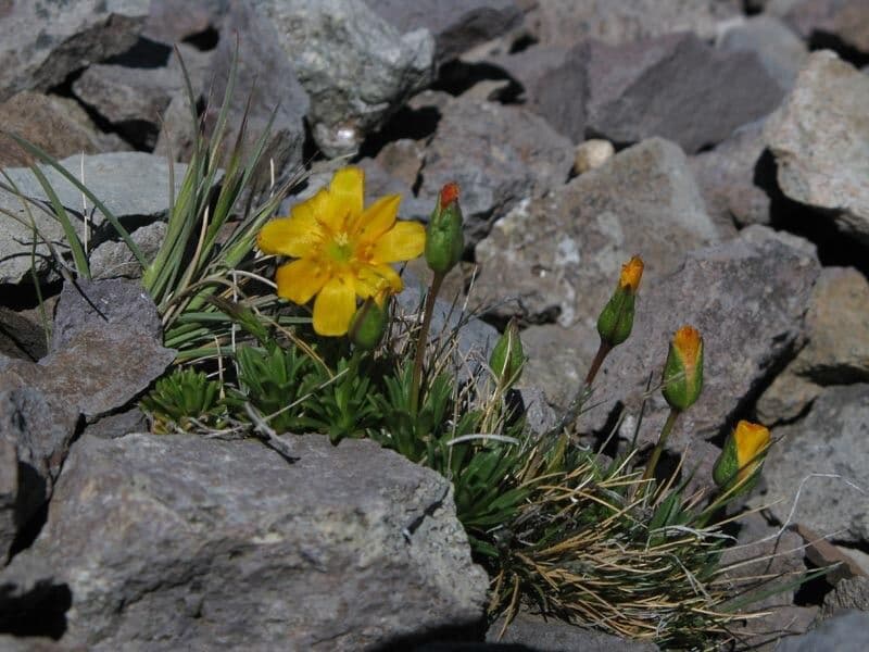 Calandrinia cespugliosa 3