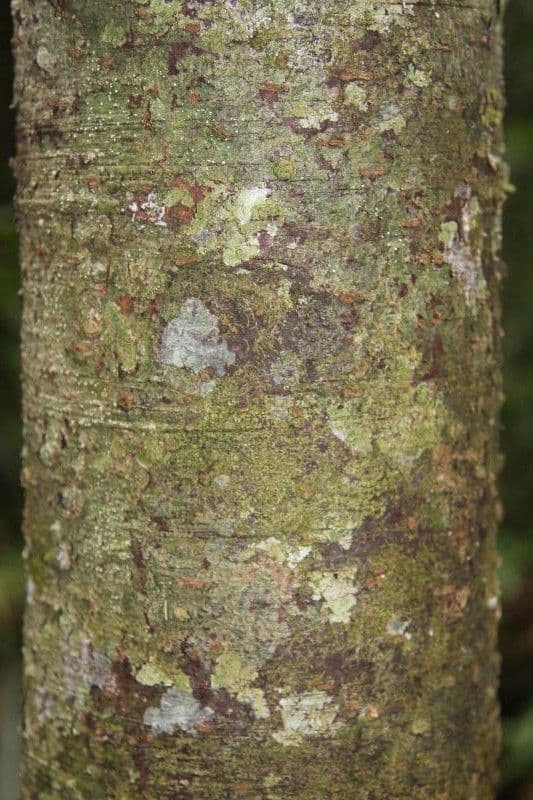 Ocotea 2