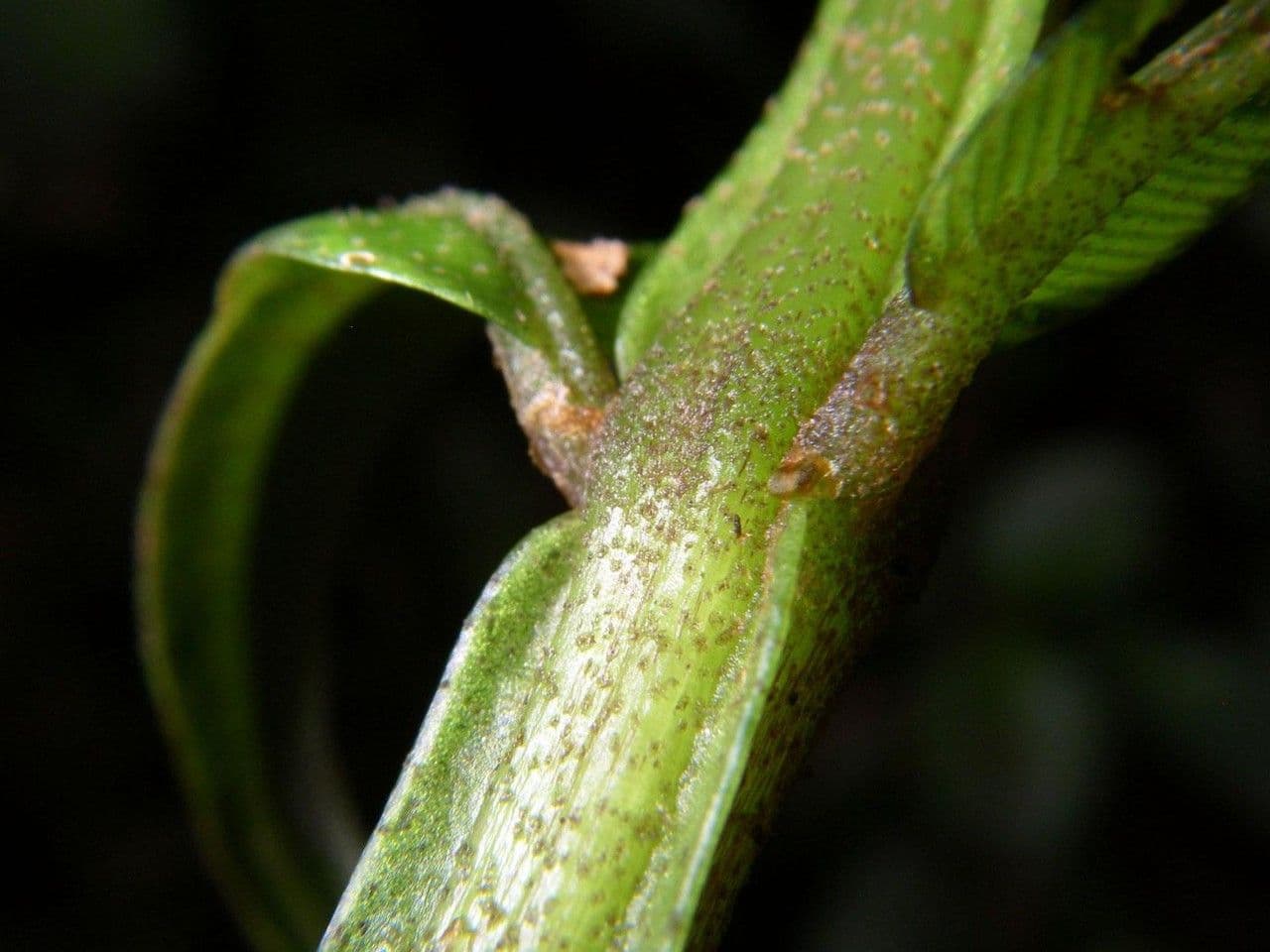 Danaea 8