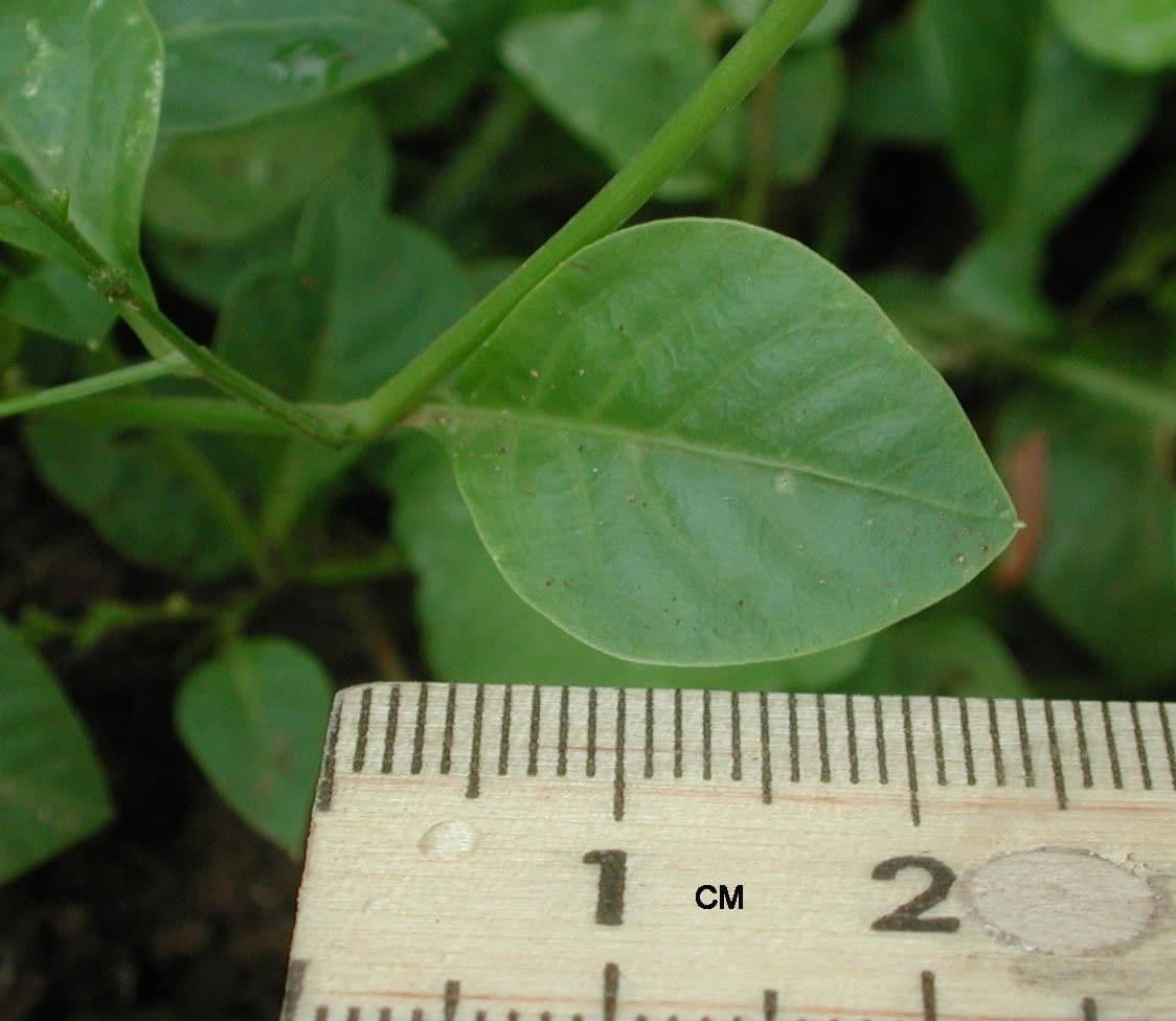 Microtea 3