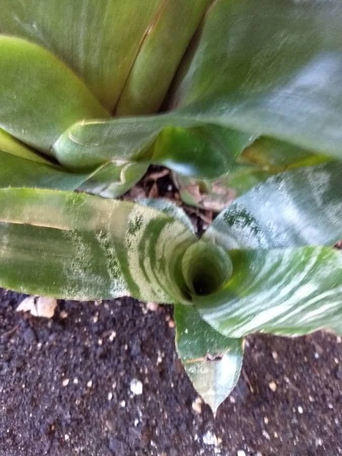 Aechmea 15