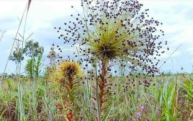 Paepalanthus