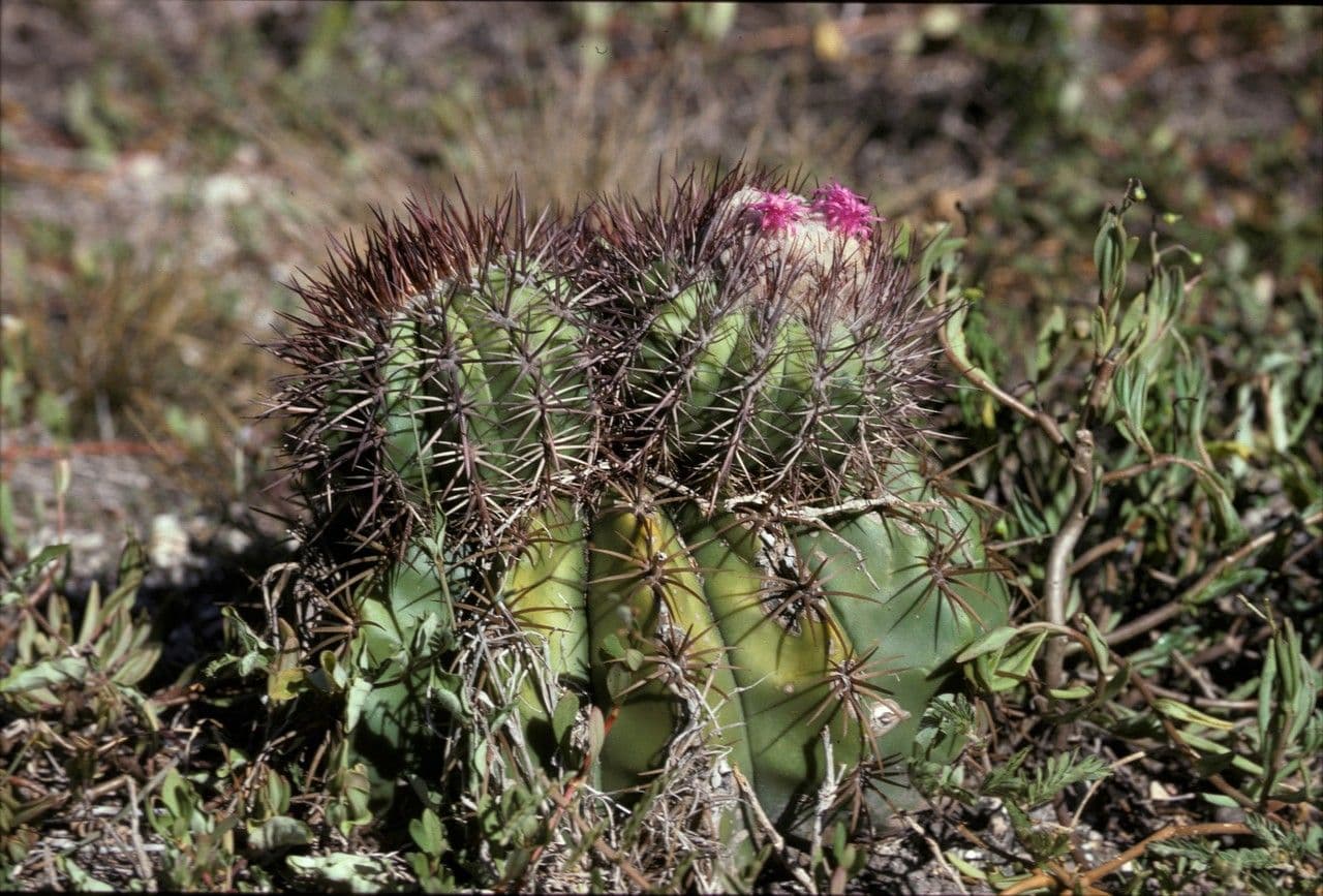 Melocactus 8