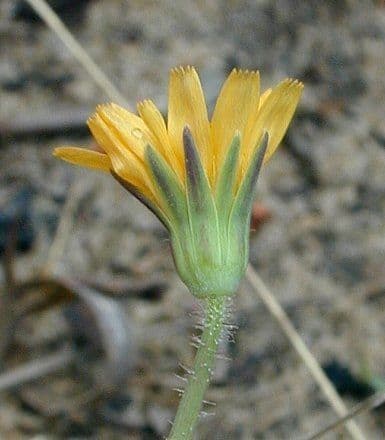 Krigia virginiana 6