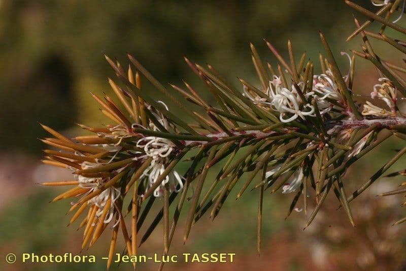 Hakea sericea 22