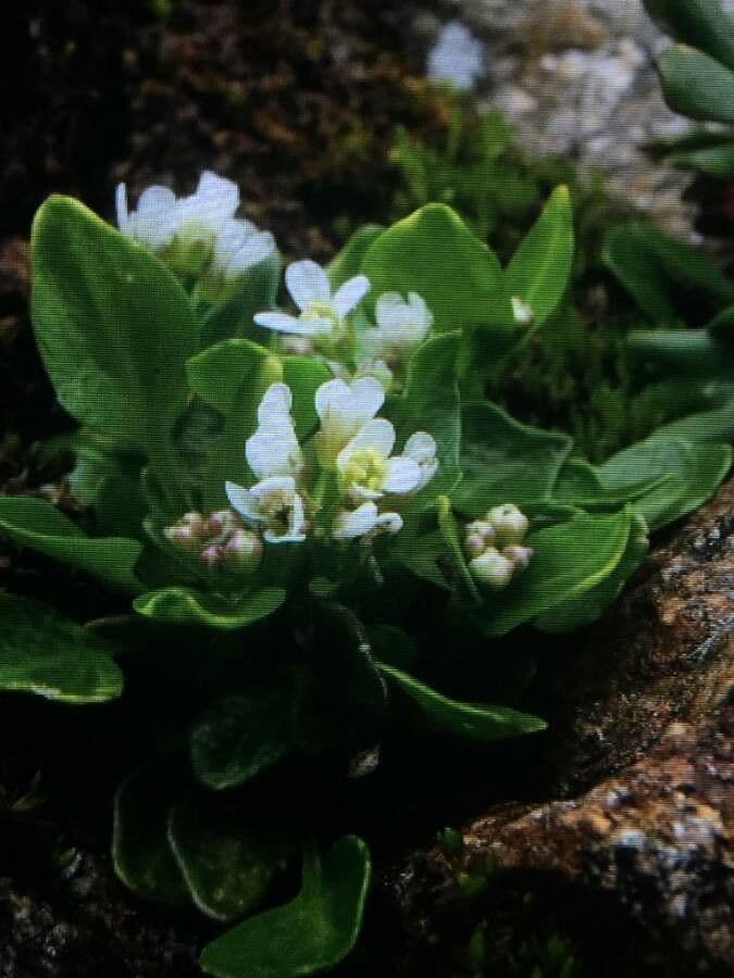 Cochlearia pyrenaica 12