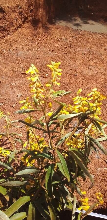 Acridocarpus