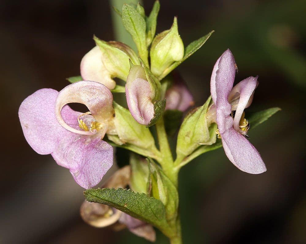 Pediculare a grappoli 6