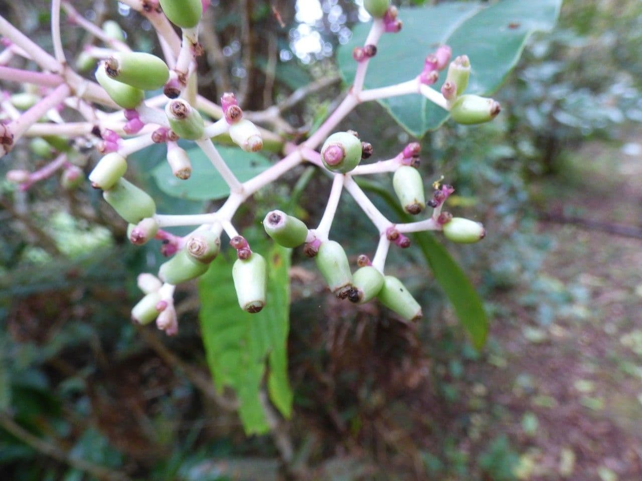 Chassalia