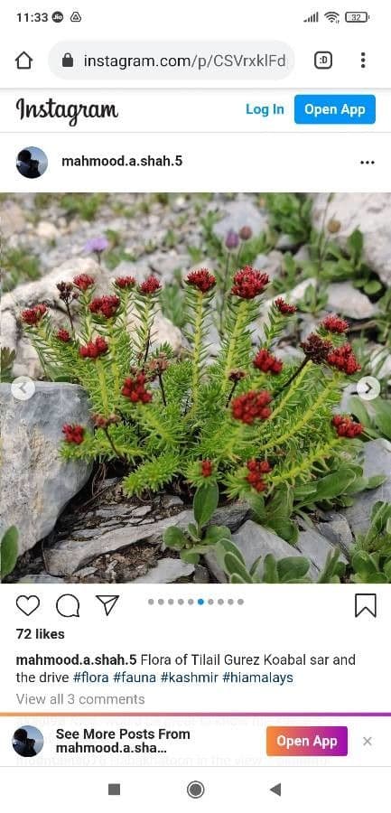 Rhodiola integrifolia 9