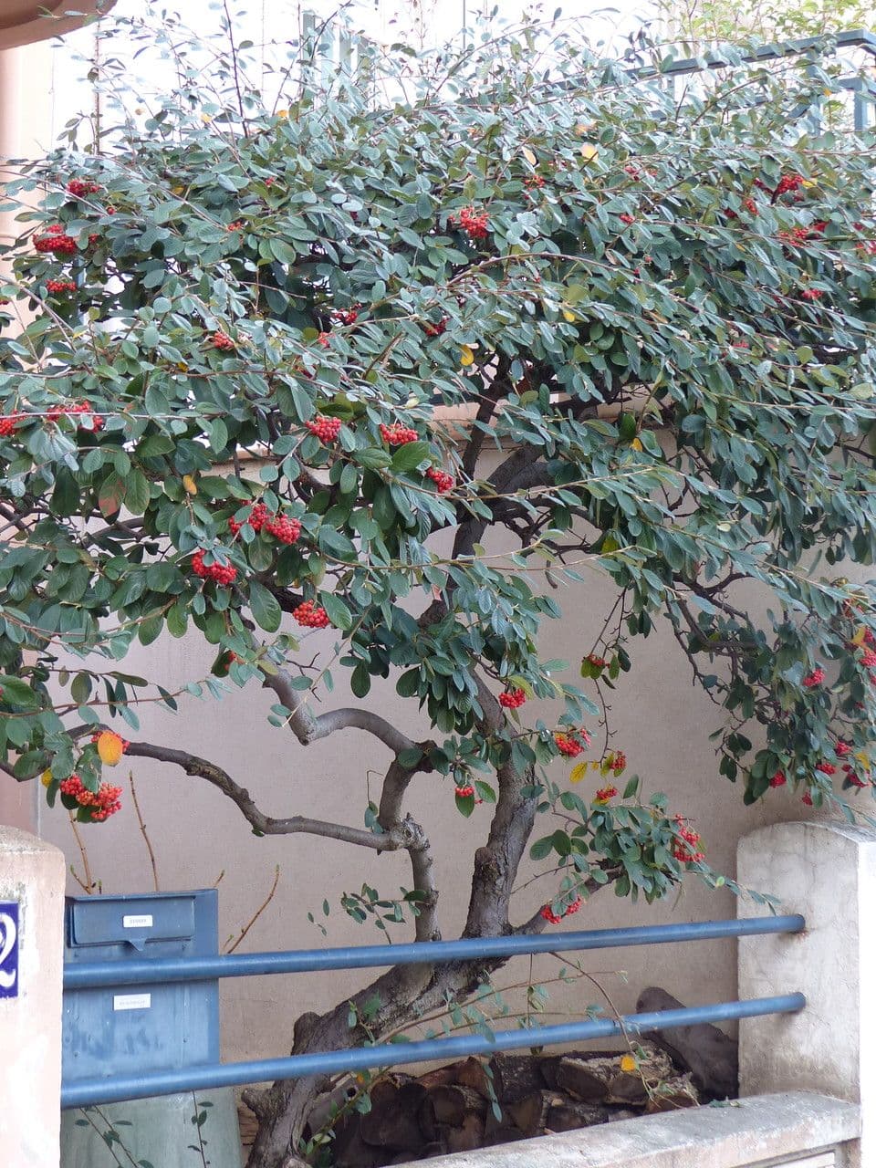 Cotoneaster 11