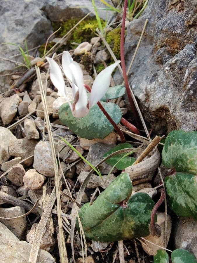Prvenka baleárská 6