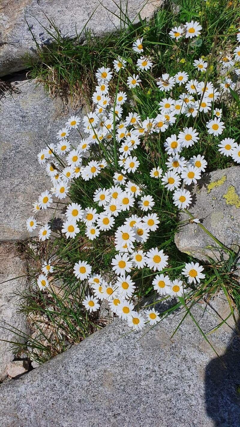 Alpen-Margerite 15