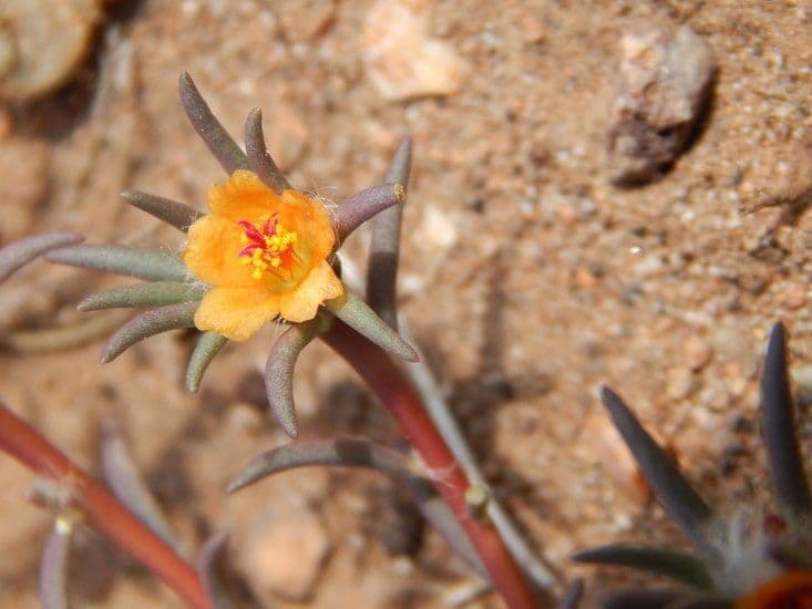 Portulaca 2