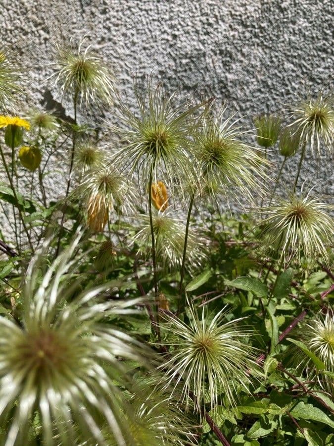 Clematis 14